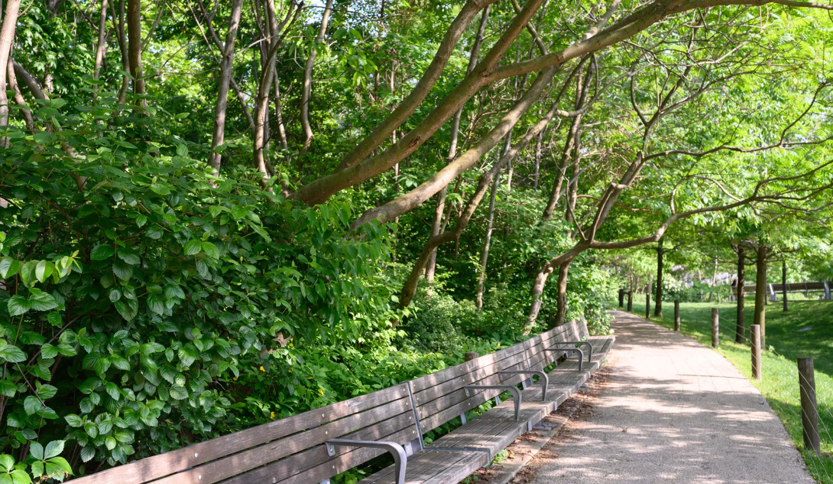 View of Park Benches and Trees in the Summertime
