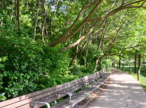 View of Park Benches and Trees in the Summertime